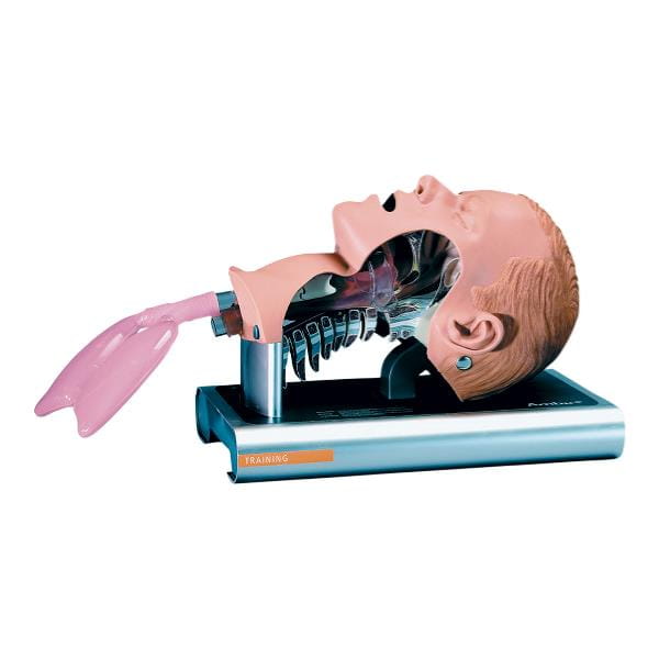 Fantom - głowa do intubacji przekrój Ambu Airway Management Trainer
